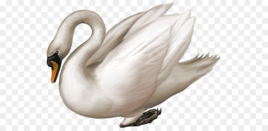 Cisne，Ganso PNG