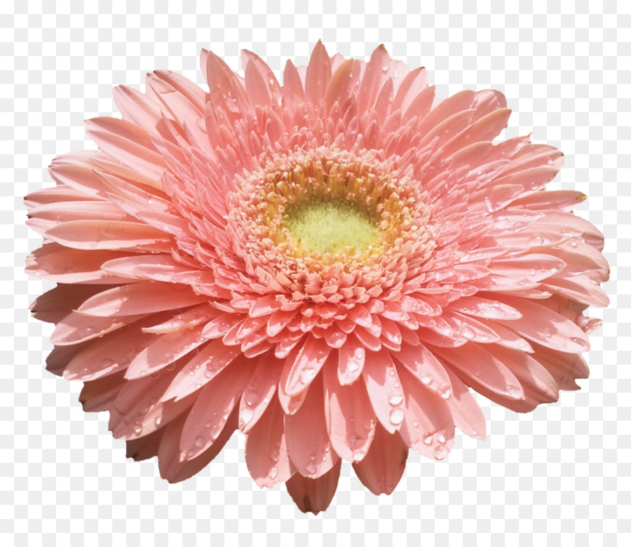 Flor，Florescer PNG