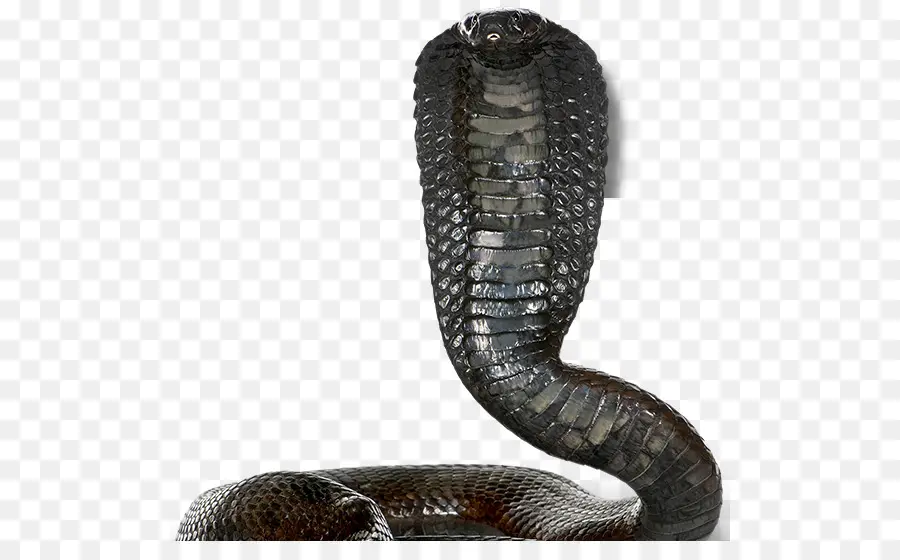 Cobra，Egípcio Cobra PNG