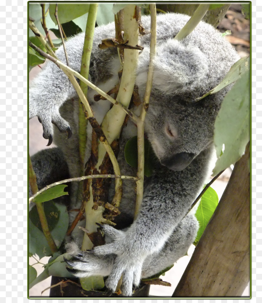 Koala，Os Macacos Do Novo Mundo PNG