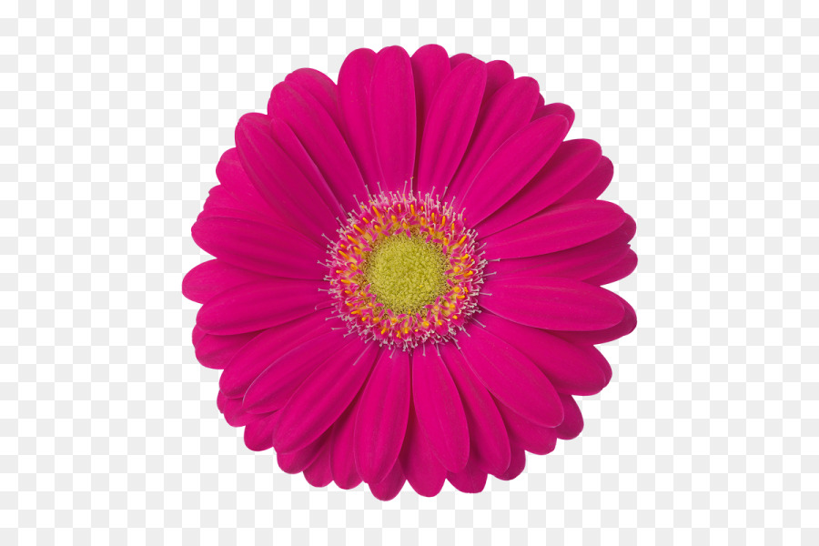Papel，Transvaal Daisy PNG