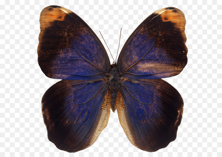 Borboleta Azul，Inseto PNG