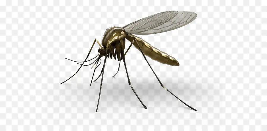 Mosquito，Praga PNG