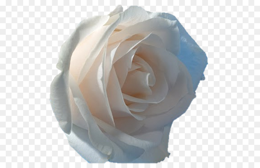 Rosa Preta E Branca，Rosa PNG