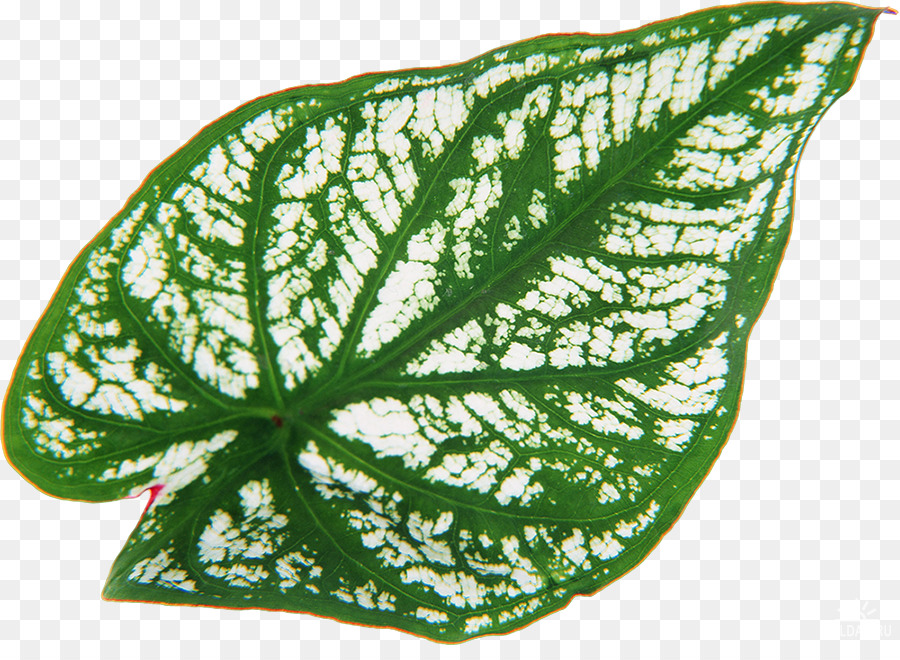 Folha Verde，Plantar PNG