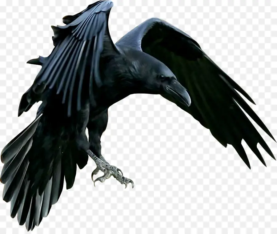 América Do Corvo，Raven PNG