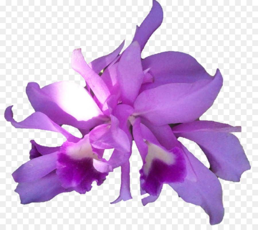 Orquídeas Cattleya，Planta Herbácea PNG