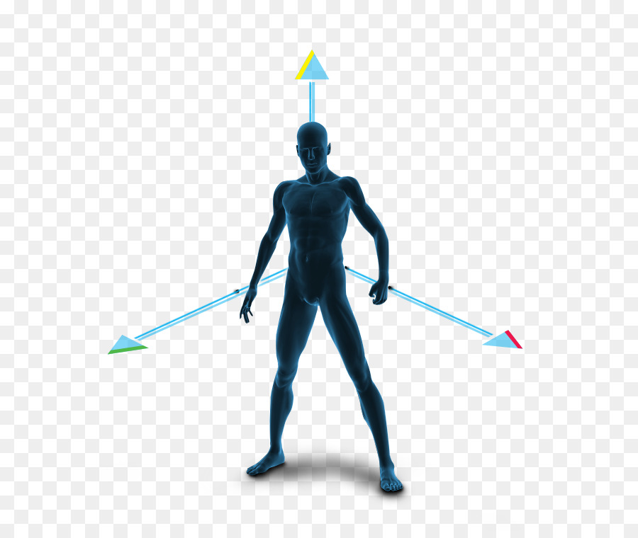 Corpo Humano，Esqueleto Humano PNG