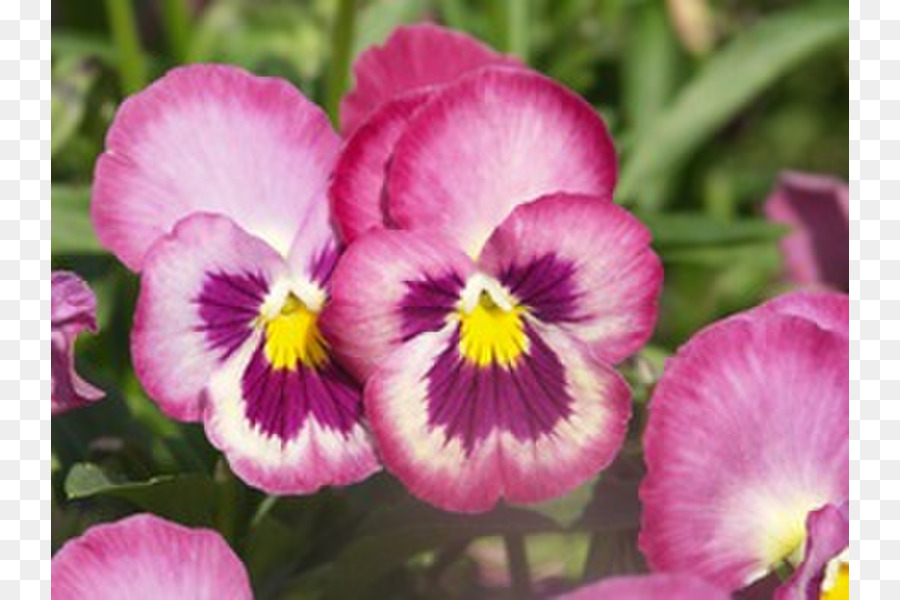 Pansy，Violeta PNG