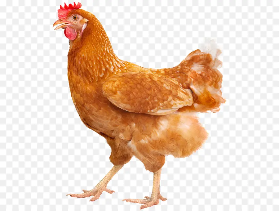 Plymouth Rock De Frango，Silkie PNG