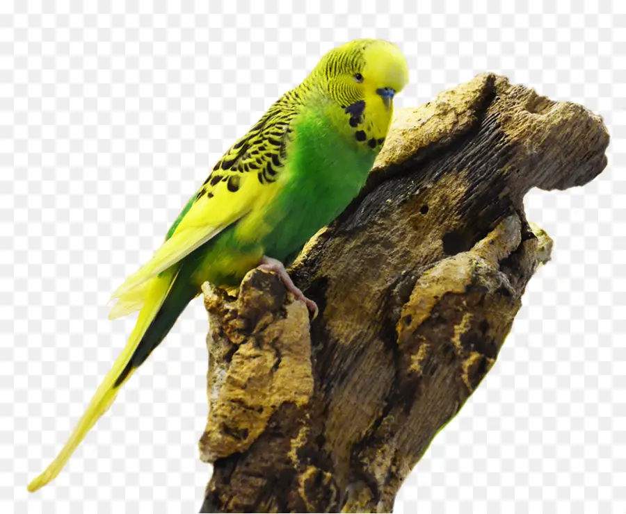 Papagaio Verde E Amarelo，Poleiro PNG