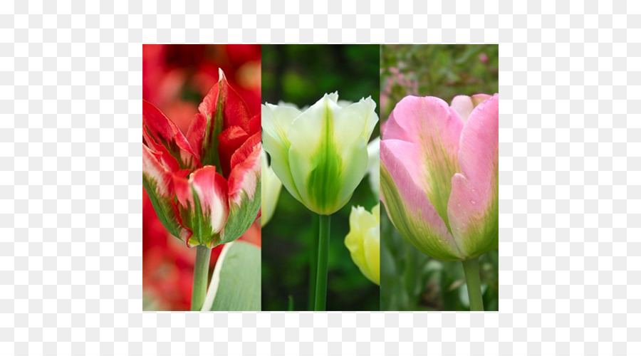 Tulip，Flores De Corte PNG