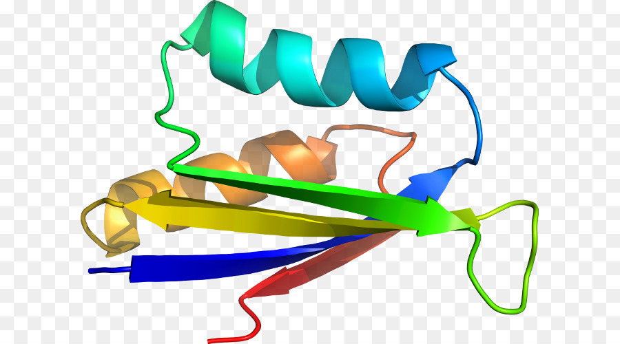 Estrutura Proteica，Biologia PNG