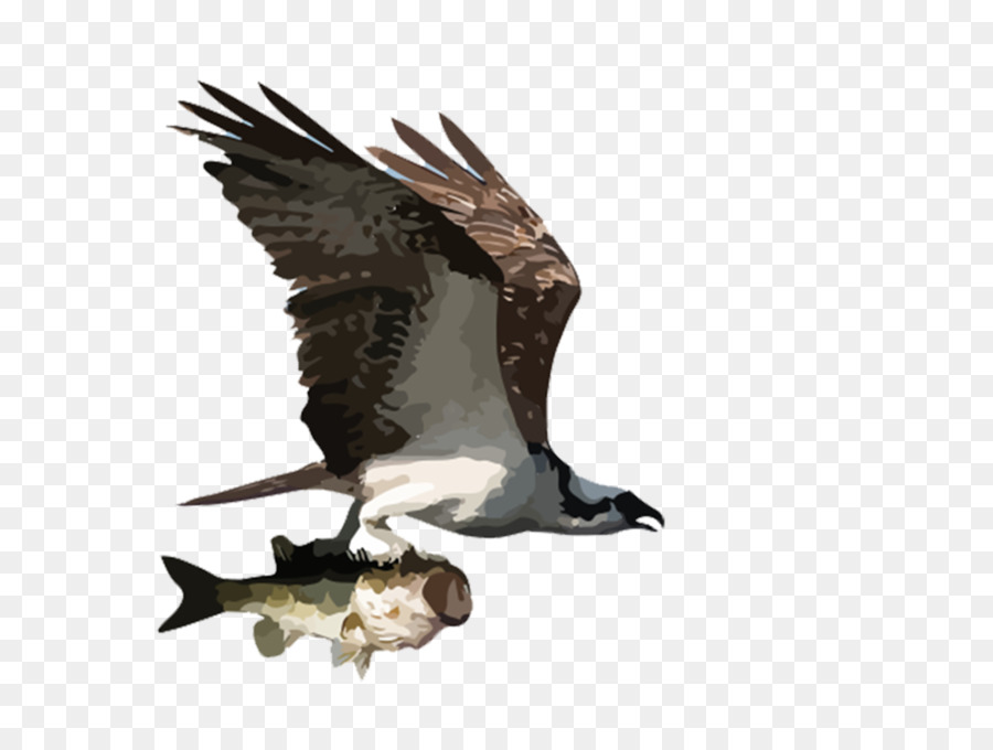 Pássaro Com Peixe，Vôo PNG