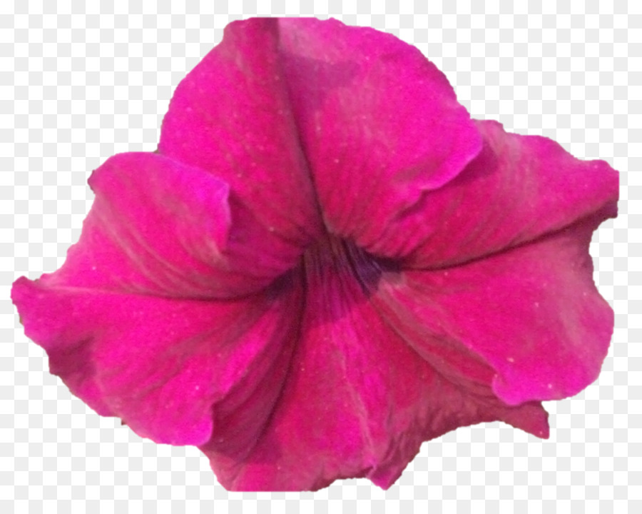 Flor Rosa，Pétalas PNG