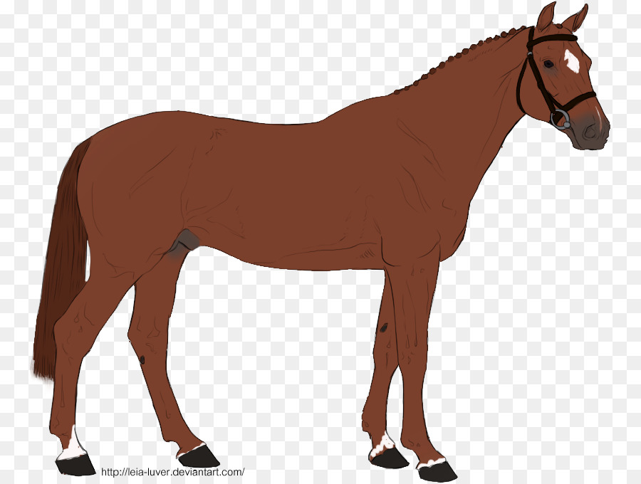 Mula，Cavalo PNG