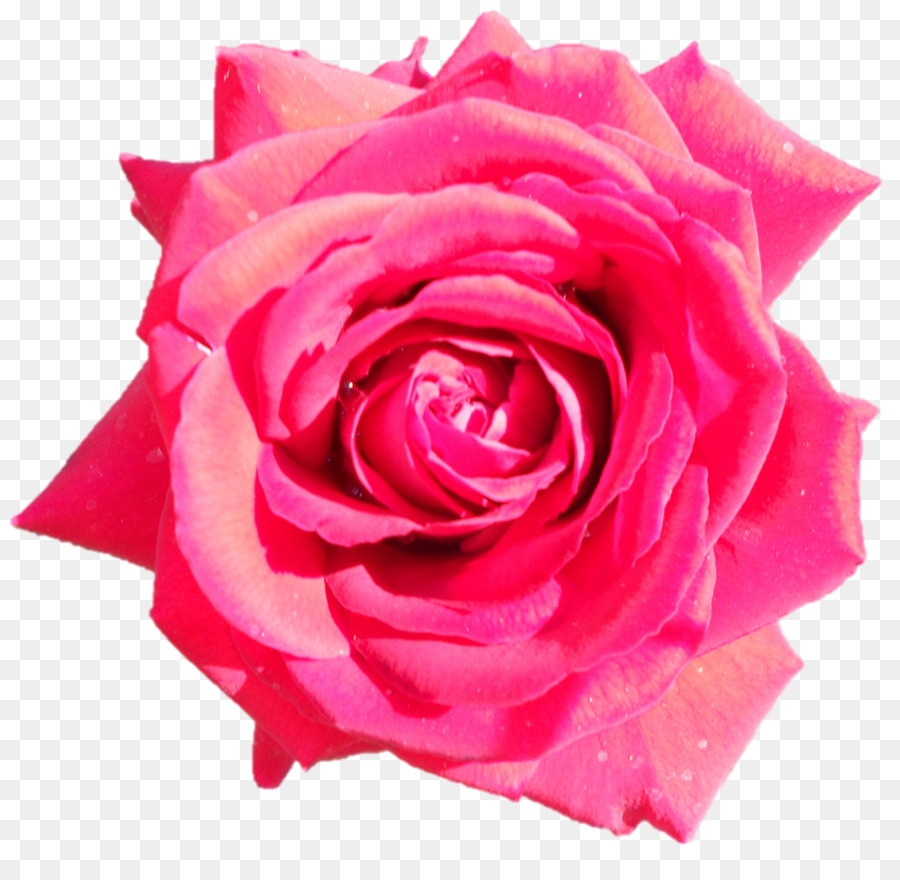 Rosa Rosa，Florescer PNG