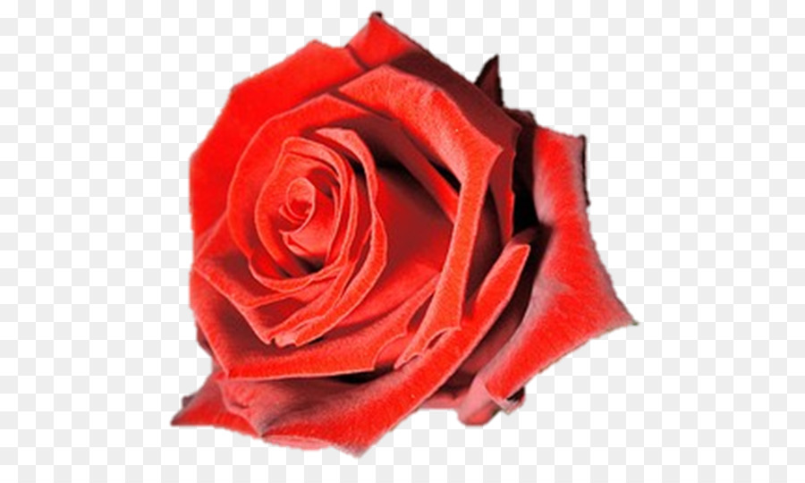 Rosas Vermelhas，Florescer PNG