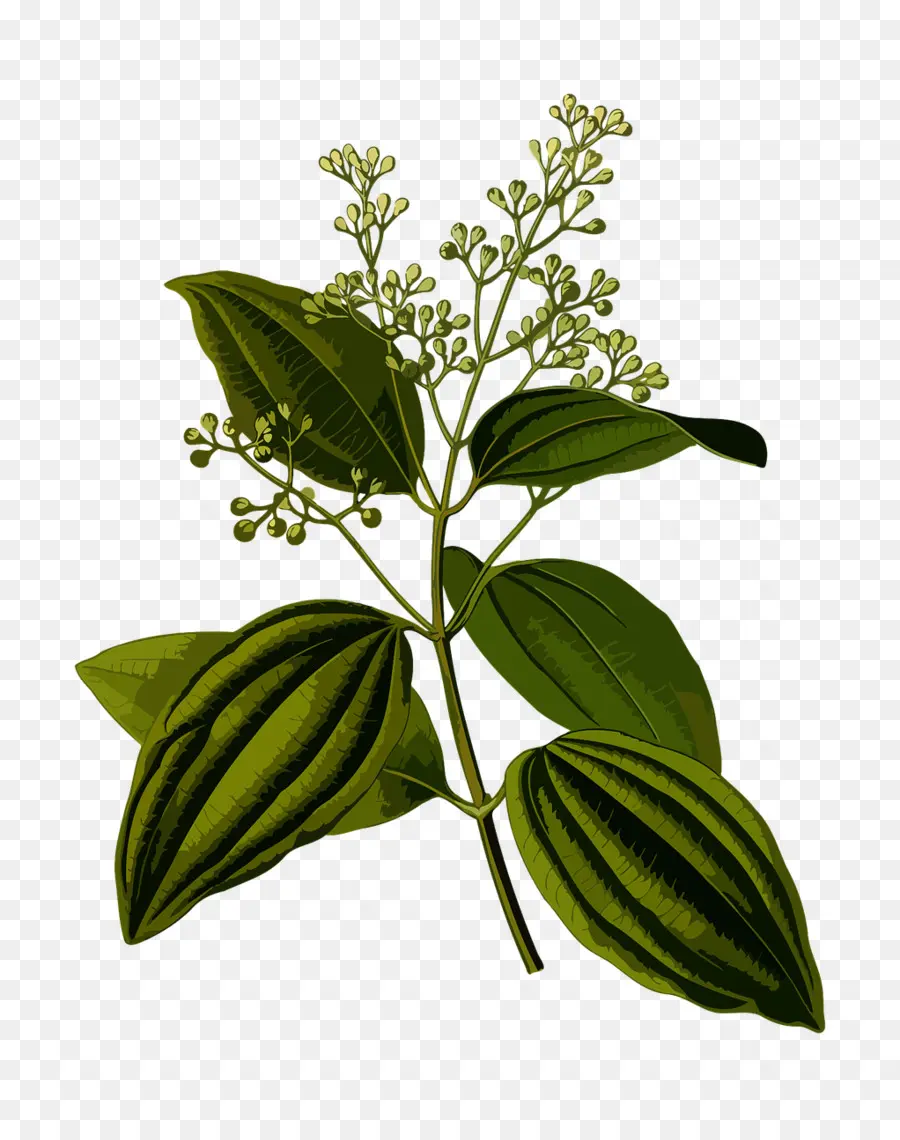 Köhler As Plantas Medicinais，Cinnamomum Verum PNG