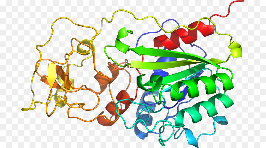 Estrutura Proteica，Biologia PNG