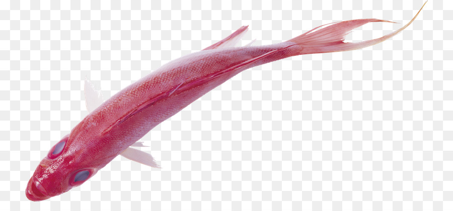 Peixe，Peixes Oleosos PNG
