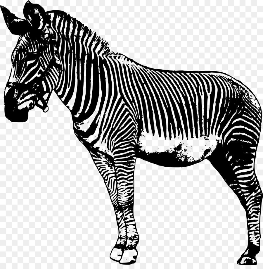 Zebra，Listras PNG