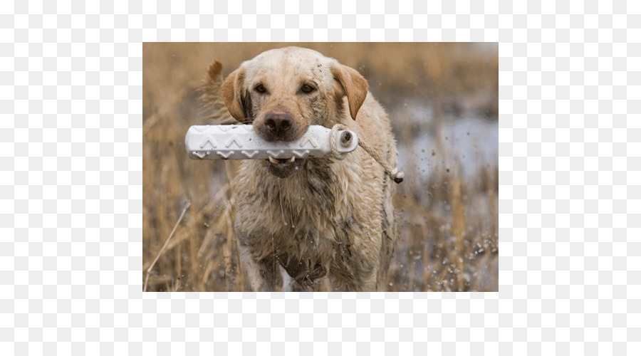 Chesapeake Bay Retriever，Golden Retriever PNG