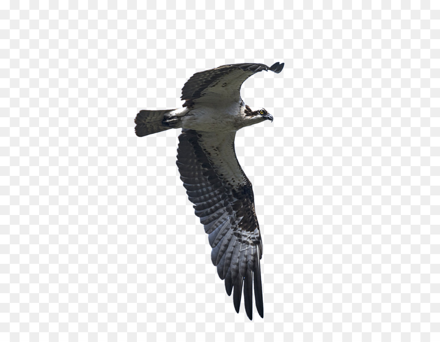 águia，Bútio PNG