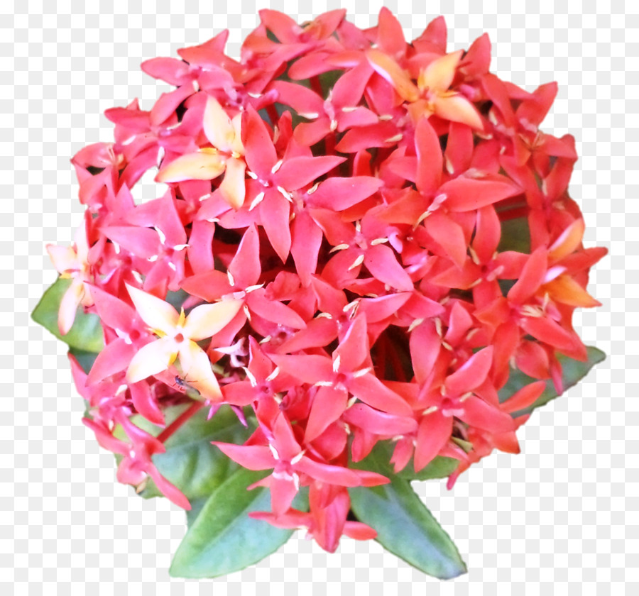 Flores De Corte，Rosa M PNG