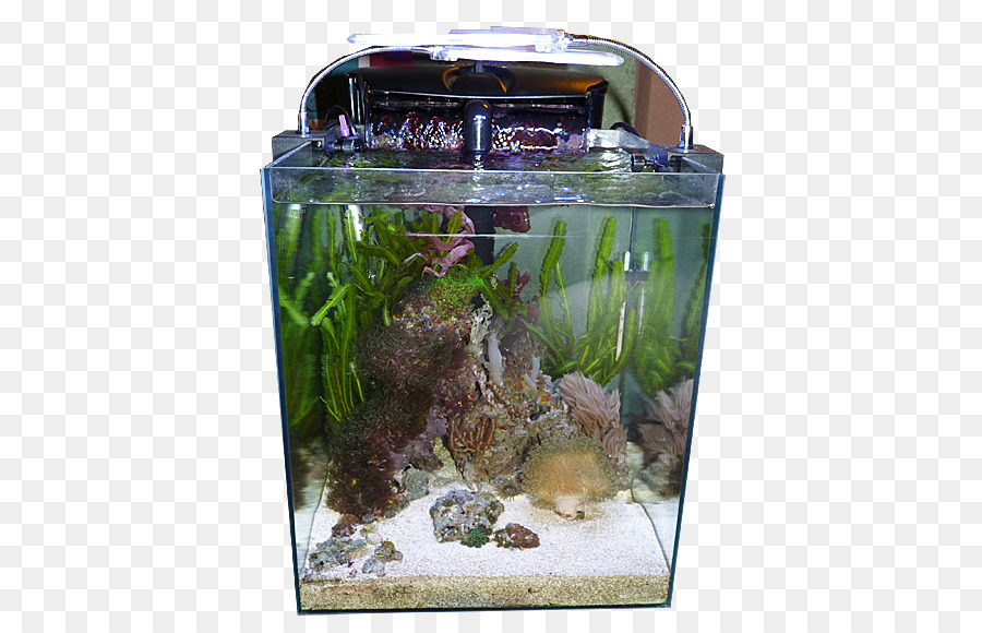 Aquariofilia，Aquário PNG