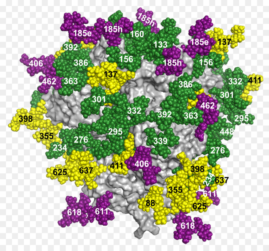 Glycosylation，Vacina Contra O Hiv PNG