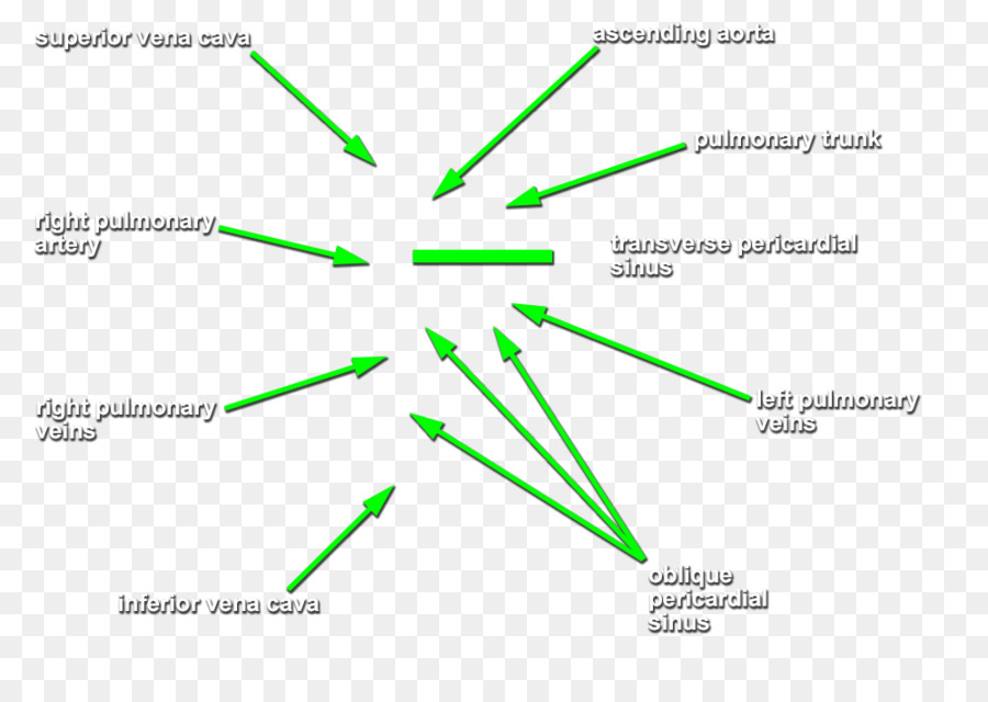 Diagrama Anatômico，Médico PNG