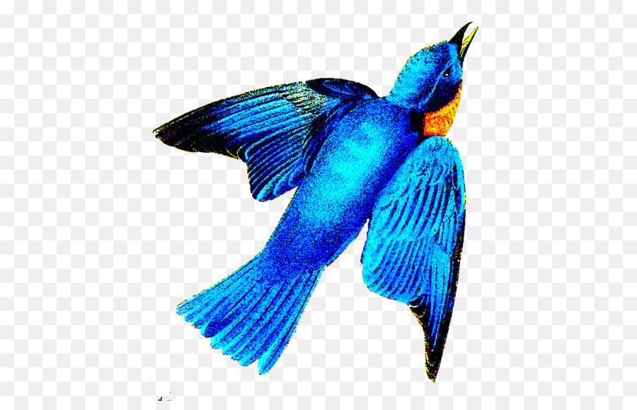 Bico，Azul Cobalto PNG