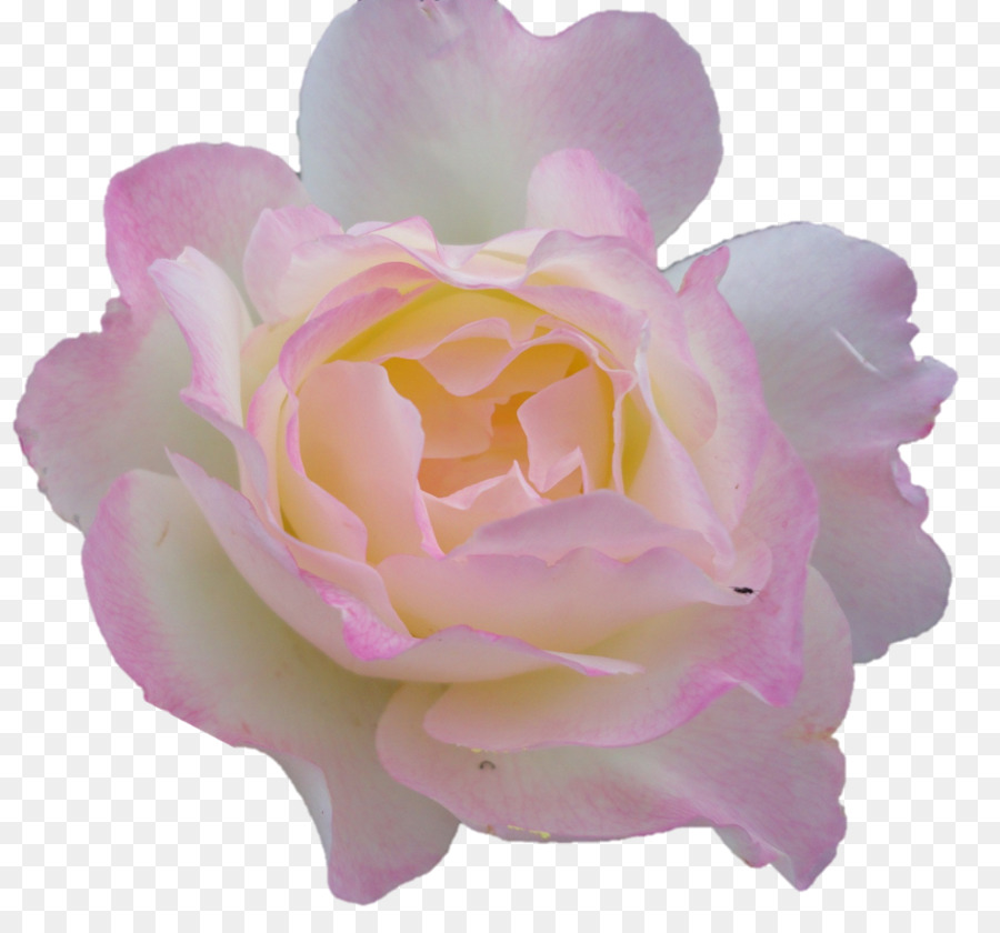 Rosa，Florescer PNG