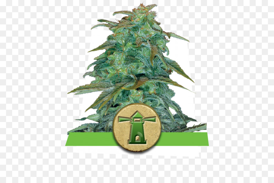 Haze，Autoflorescentes Cannabis PNG