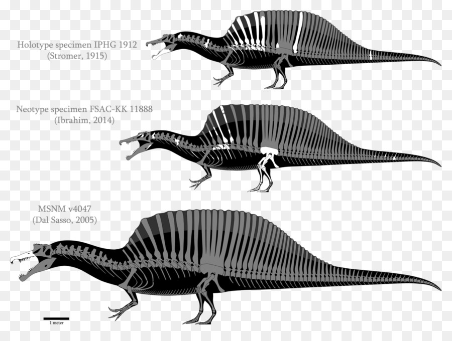 Esqueleto De Dinossauro，Pré Histórico PNG