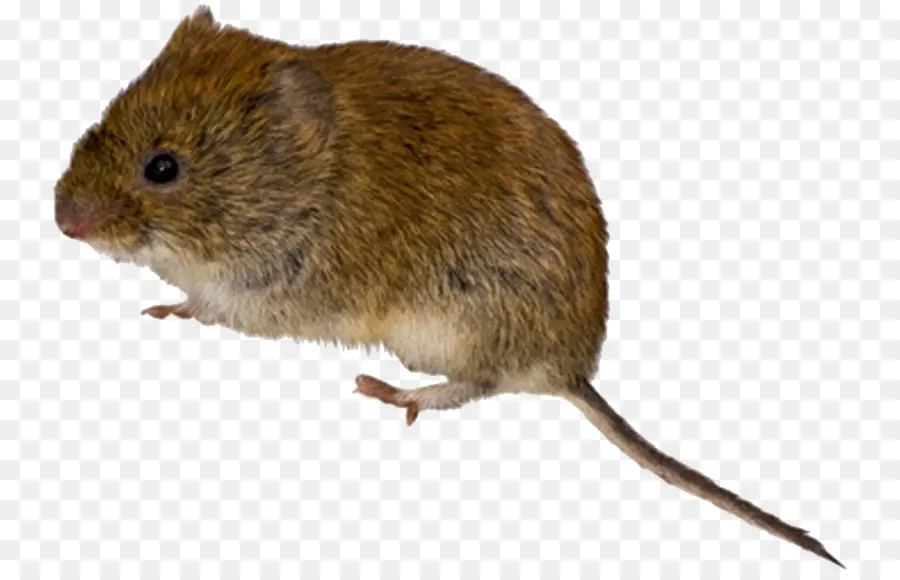 Roedores，Mouse PNG