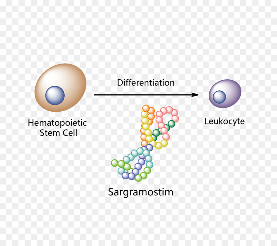 Hemorragia Subaracnóidea Na Prática Clínica，Sargramostim PNG