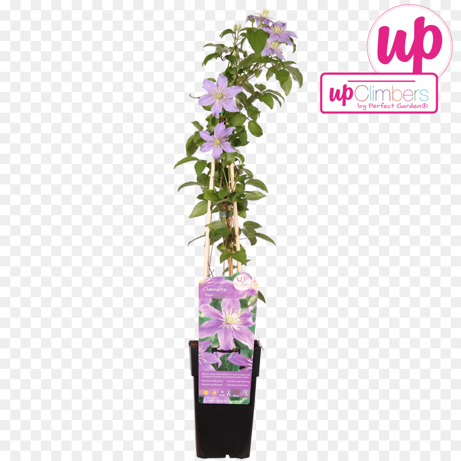 Flowerpot，Flor PNG