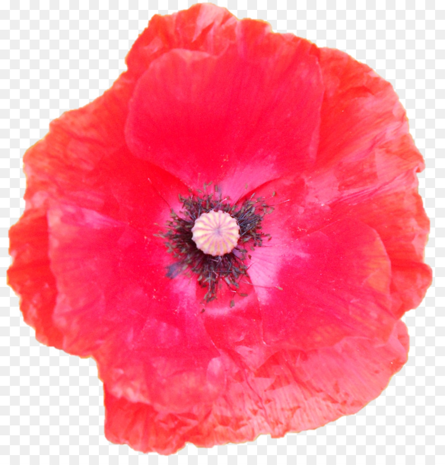 Flor，Vermelho PNG