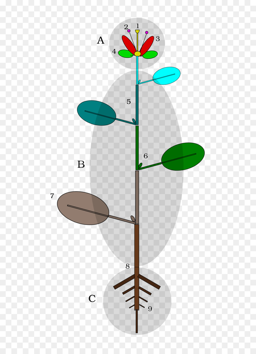 Diagrama De Planta，Botânica PNG