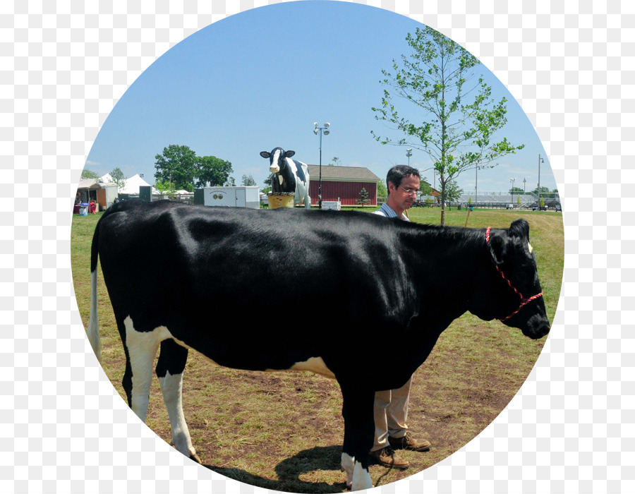 Bovinos De Leite，Dexter Gado PNG