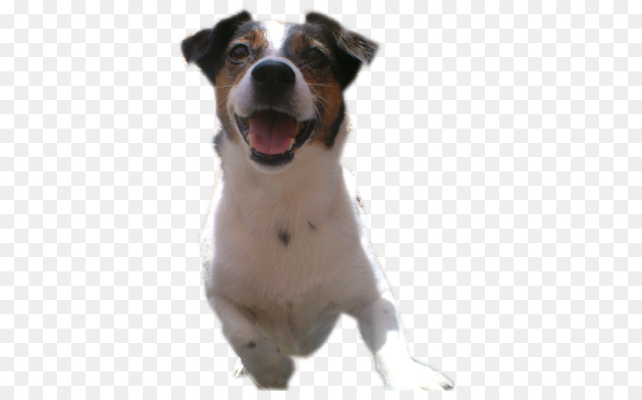 Raça Do Cão，Russell Terrier PNG