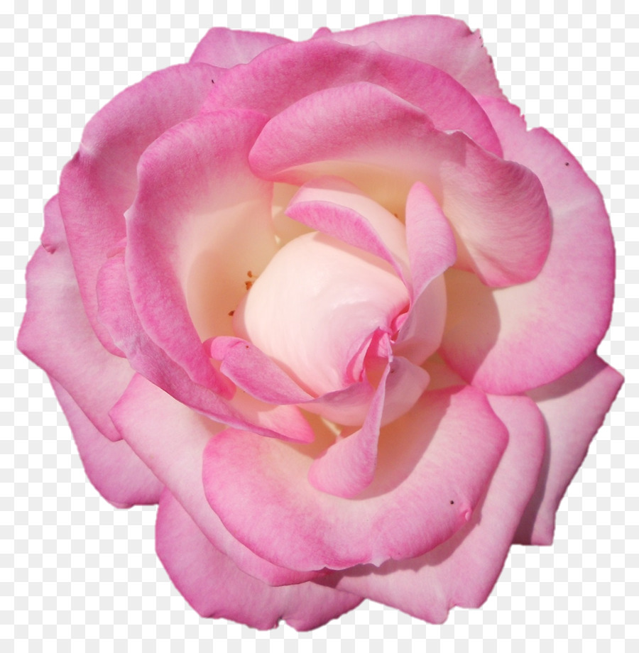 Rosa Preta E Branca，Rosa PNG