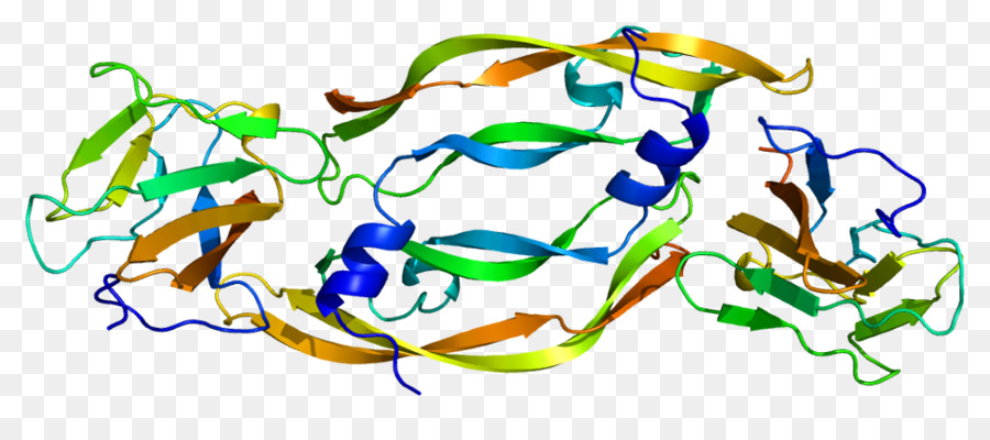 Receptor De Vegf，Fator De Crescimento Endotelial Vascular PNG