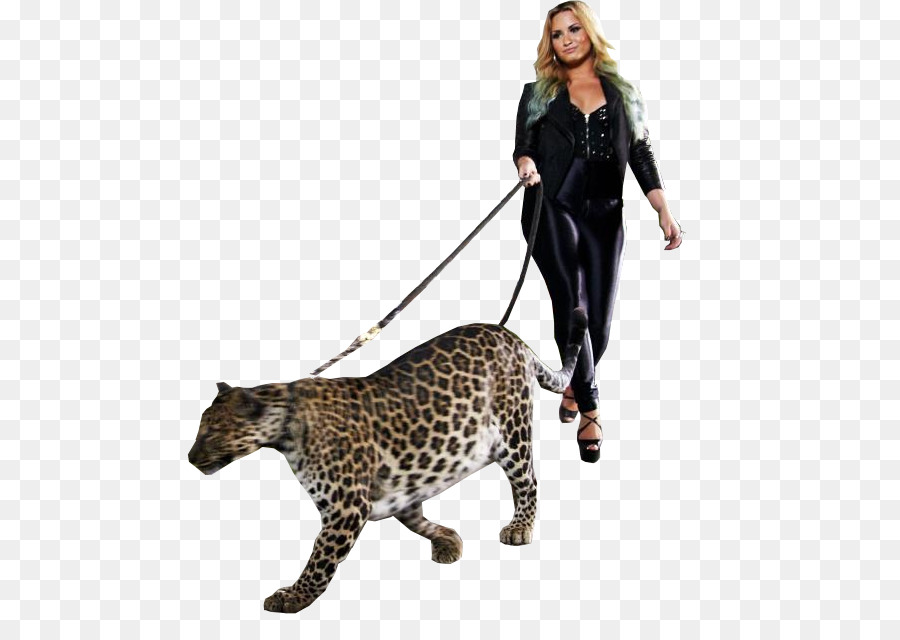 Leopard，Jaguar PNG