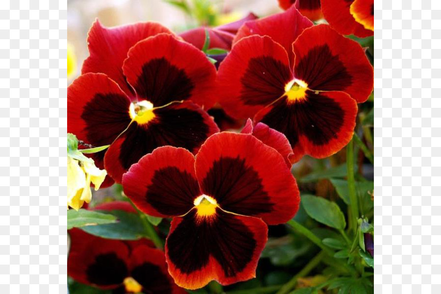 Selvagem Pansy，Amor PNG