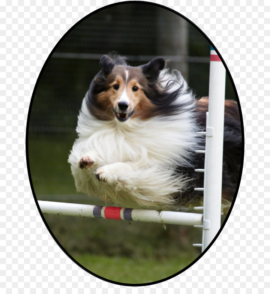 Rough Collie，Border Collie PNG