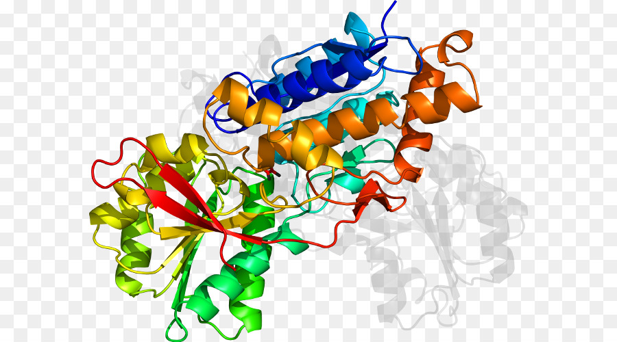 Estrutura Proteica，Biologia PNG