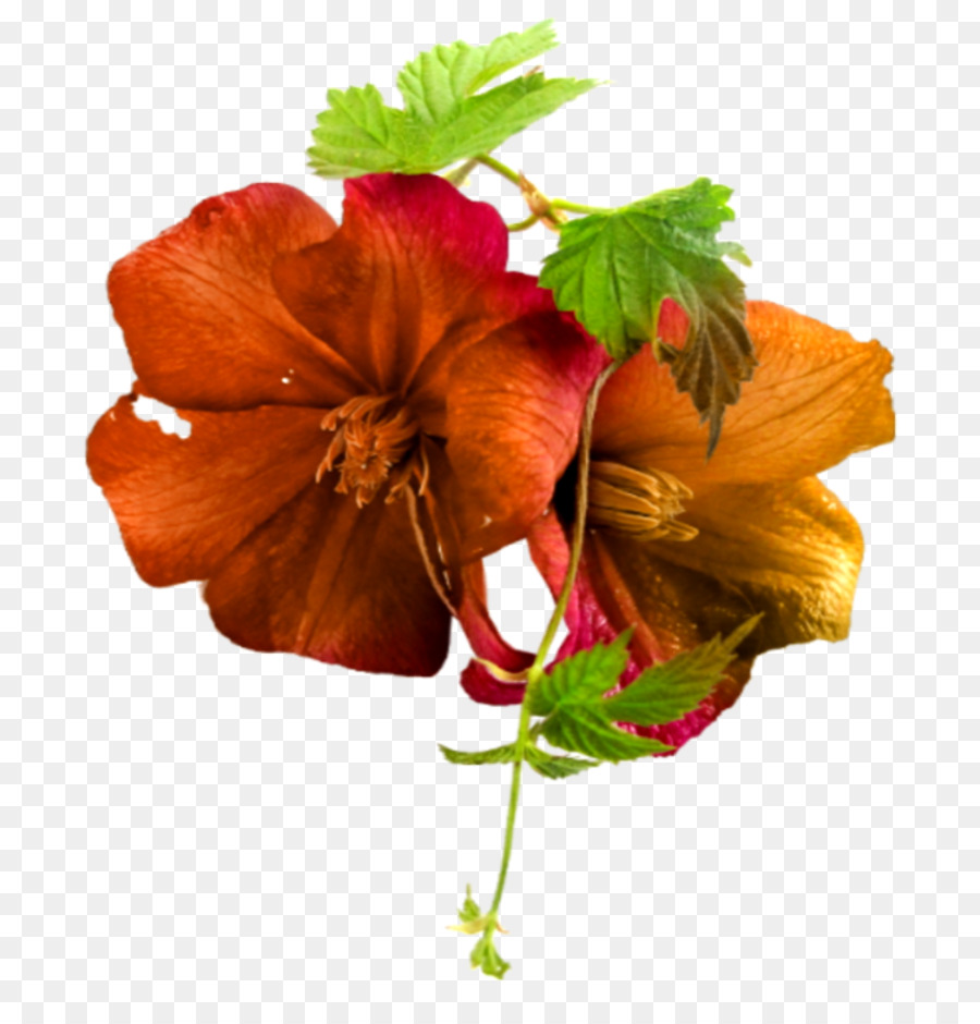 Hibisco，Vermelho PNG